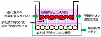 バイスタンダード効果検出方法