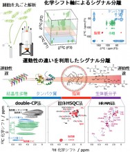 真：多次元固体NMR法によるユーグレナ解析ⓒ理研
