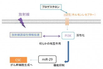 真：ホルモンと放射線の相互作用想定図ⓒ放医研