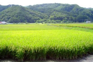 Beautiful Fukushima rice