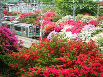 夜ノ森駅つつじ