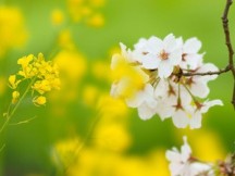 桜と菜の花